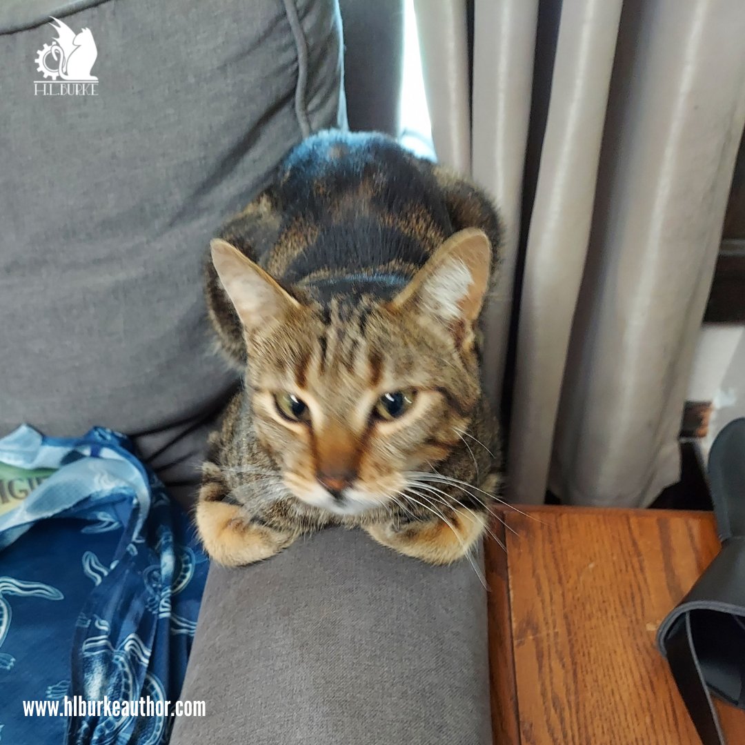 hlburkewriter's tweet photo. My handsome #catloaf
#BrownieBite https://t.co/80aZY4jGFt