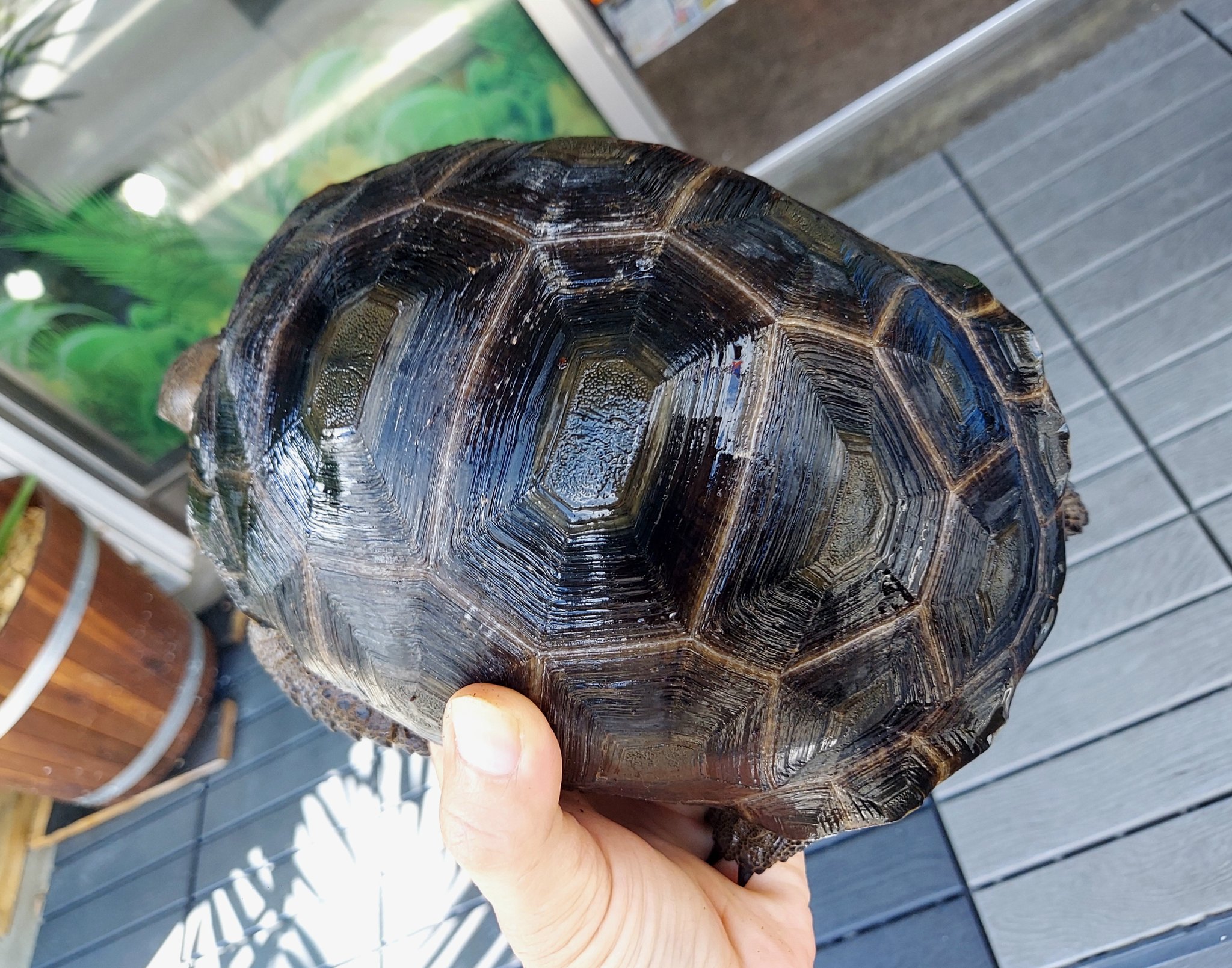 Fantastic Reptiles Goisu Saitama Reptilesgoisu Twitter