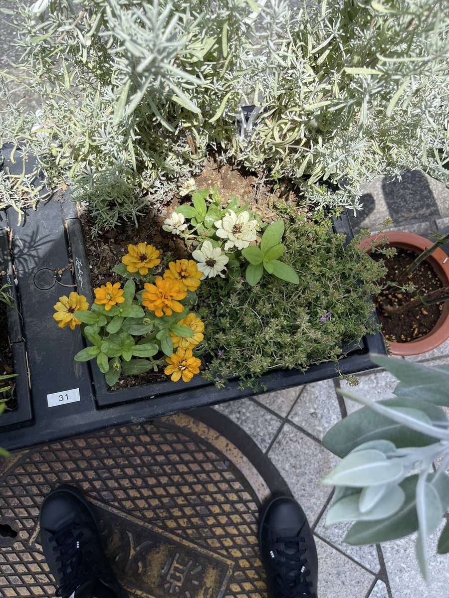 GreenHiyoshi's tweet photo. 暑くても植物は頑張っています。
水が足りてないて時はどなたでも良いのでお水をお願いします🙇‍♂️ https://t.co/IEG7LEUbbX