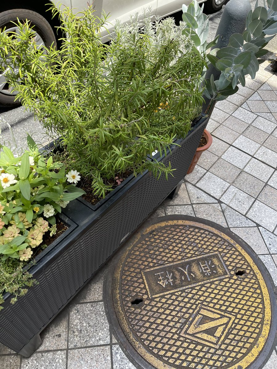 GreenHiyoshi's tweet photo. 暑くても植物は頑張っています。
水が足りてないて時はどなたでも良いのでお水をお願いします🙇‍♂️ https://t.co/IEG7LEUbbX