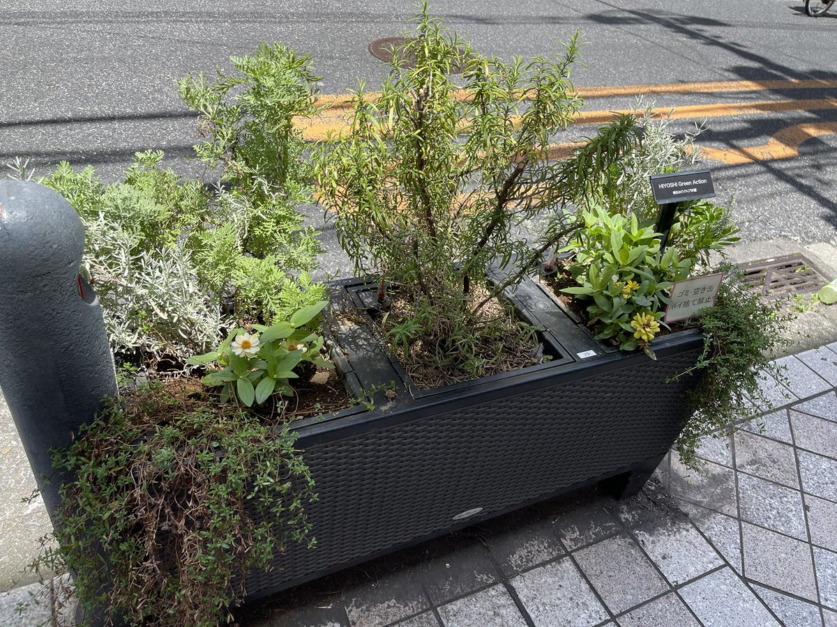 GreenHiyoshi's tweet photo. 暑くても植物は頑張っています。
水が足りてないて時はどなたでも良いのでお水をお願いします🙇‍♂️ https://t.co/IEG7LEUbbX