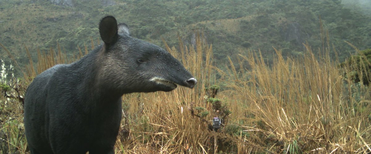 Gunter Pauli tweet media