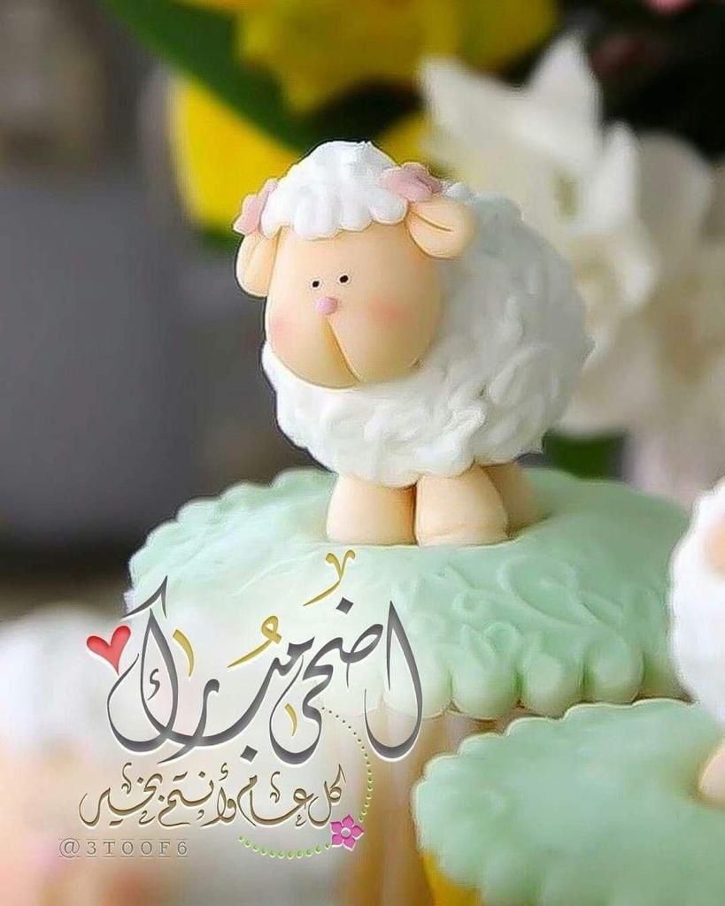 Reem mohamad👑🇯🇴 tweet media