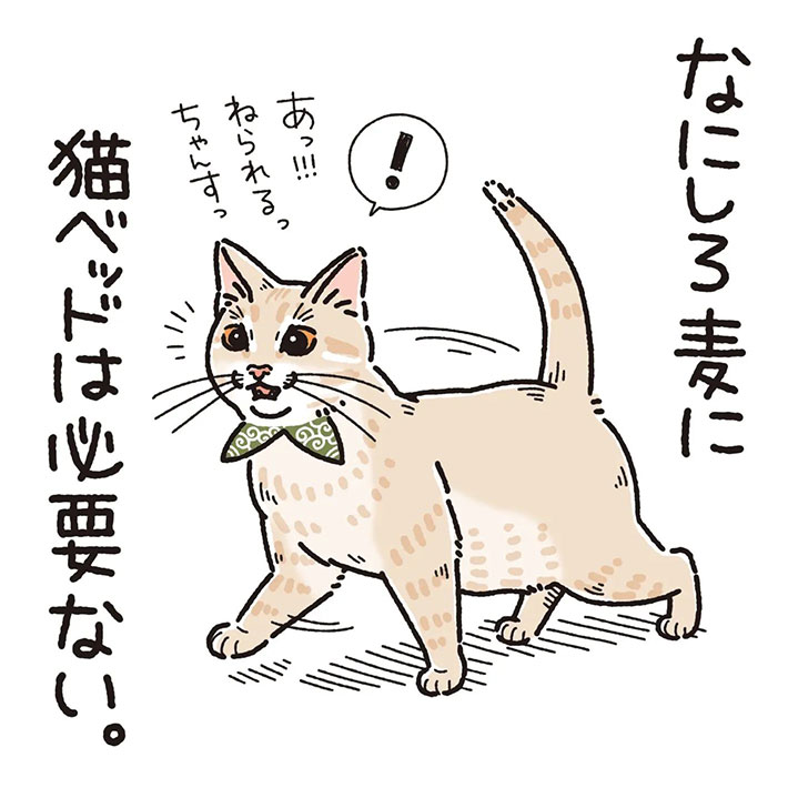 猫用ベッドで眠らない猫 理由が『猫飼いあるある』だった https://t.co/RmPCWaIWRL @grapeejpより 