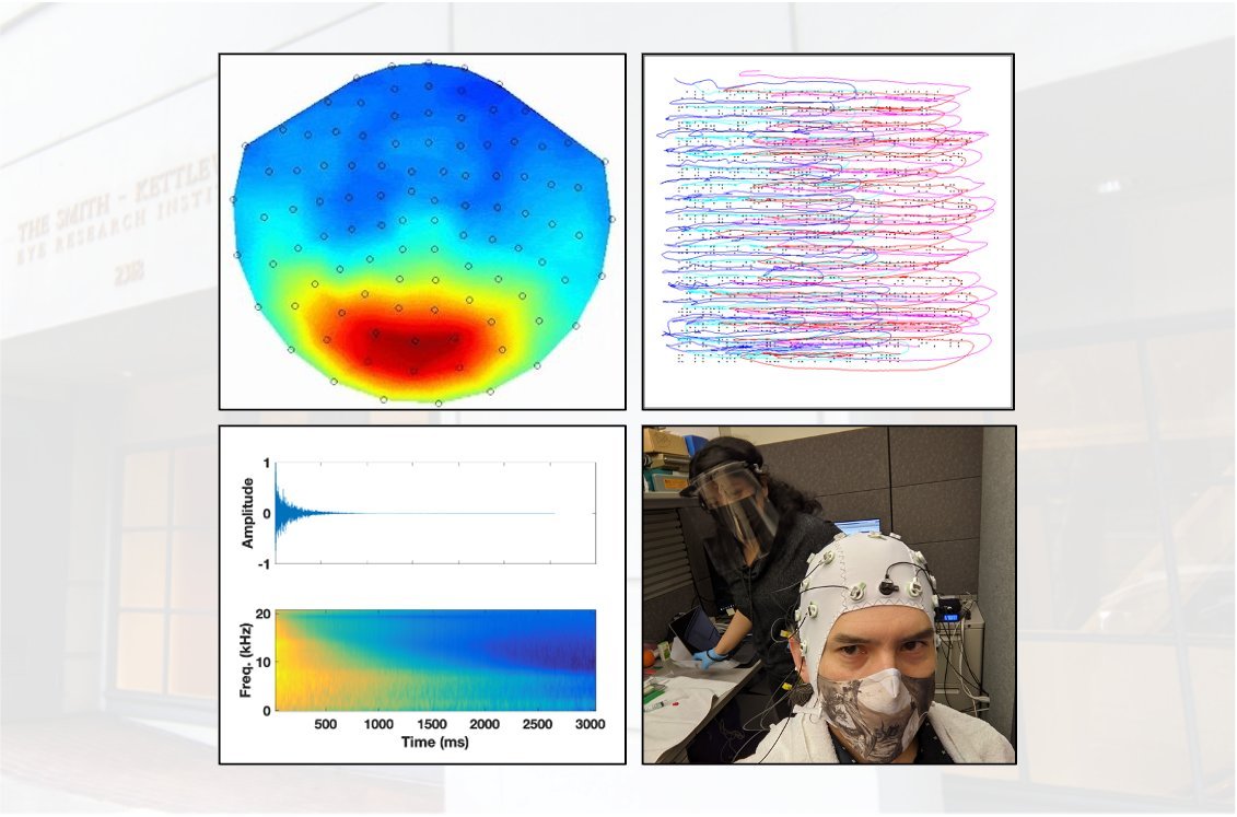 We're hiring a lab assistant ASAP! Are you good at #EEG, #MEG, &amp; psychophysics; interested in perception/plasticity/blindness; organized &amp; diligent; seeking hands-on experience on your way to grad school? See 👇🏼 for details. <a href="/AcademicEEG/">AcademicEEG</a>  @CogNeuroJobs 
ski.org/teng-lab-oppor…