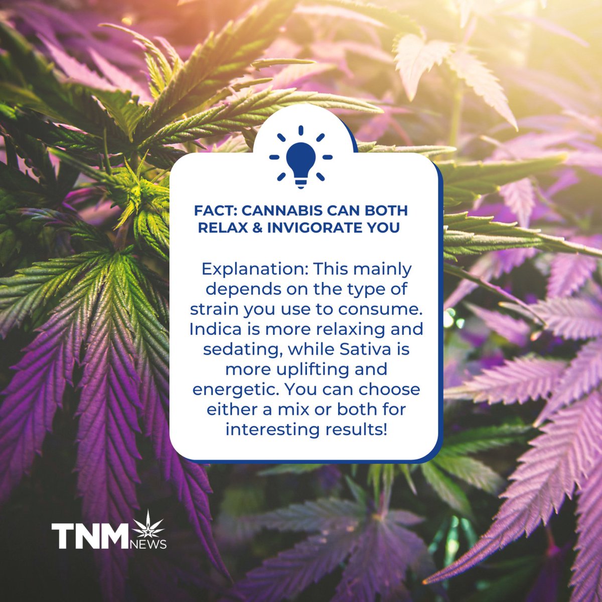 NationalMJNews's tweet photo. Keep an eye on our page for more knowledge. 👀

#cannabissociety #weedlovers #hightimes #marijuanatips #smokingweed https://t.co/YpJNoJd8ZS