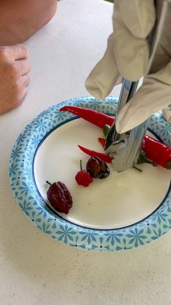 FarmFair's tweet photo. Our #chilipepper eating contestants can definitely handle the heat! 🔥 Watch as they eat their way through seven HOT peppers including a #chocolatehabanero and #hawaiianchilipepper. 🌶
#hawaiistatefarmfair https://t.co/jUjUm0ij40 https://t.co/X0fhlPhM3h