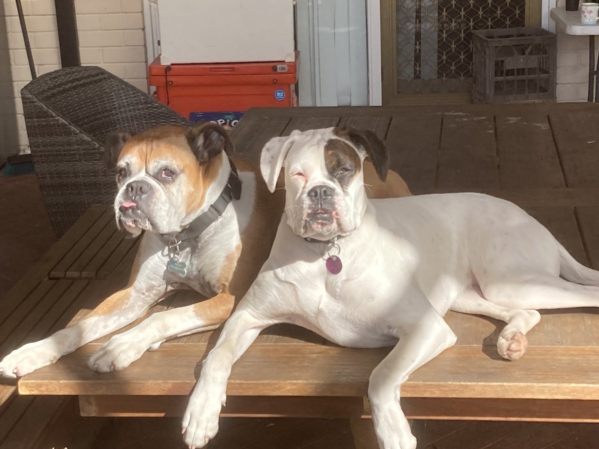 mully1968's tweet image. Lazing on a Sunny Sunday 🐶