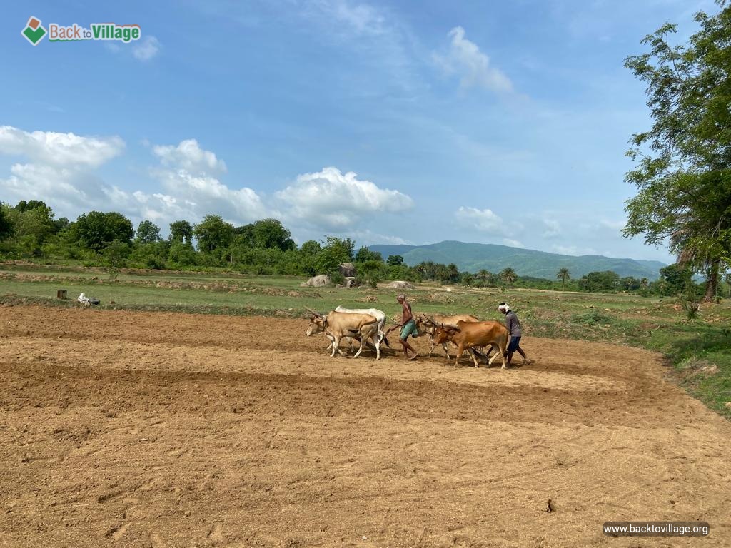 No one waits for Monsoon as eagerly as farmers do.... This father-son duo are ploughing their field for paddy cultivation.
#BackToVillage #Monsoon