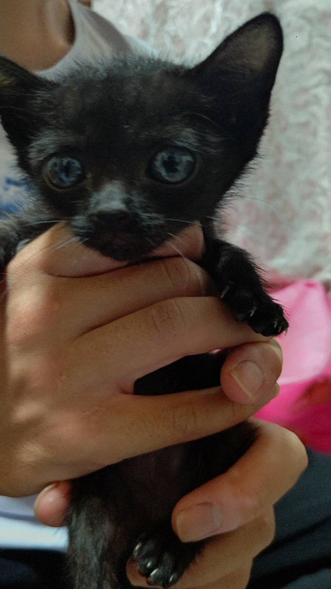 🐈‍⬛大阪で子猫15匹、里親募集中🐈
🐾生後2ヶ月〜4ヶ月の子猫が15匹

【ざっくりした里親条件】
🐾8時間以上をあけない
🐾ペット可の物件に住んでいる
🐾自分で生計を立ててる
🐾自分で猫を引取りに来れる
🐾一人暮らしの方は応相談
お気軽にメッセージかコメント下さい🐾
#里親募集中 
#拡散希望︎