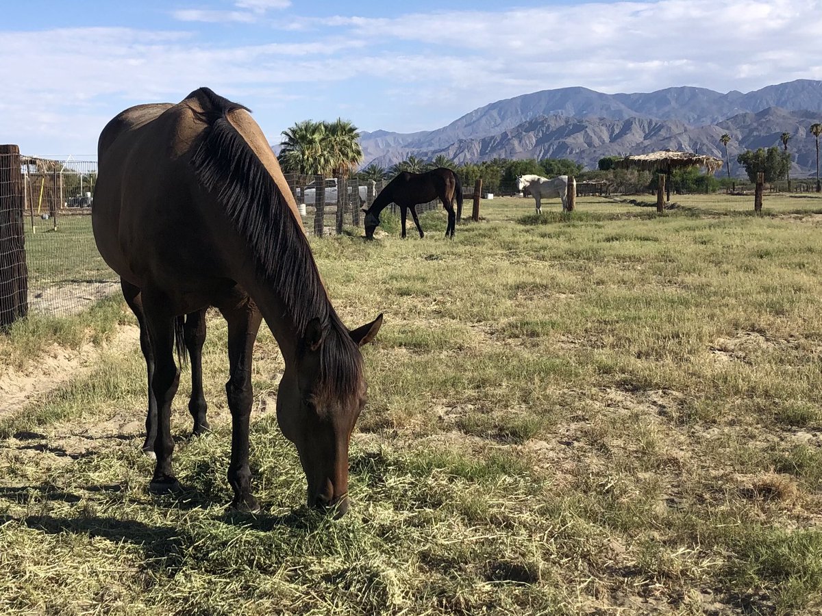 GloriousAllianc's tweet photo. Pie, Pixie and Surfer enjoying dinnerโฆ Notice the horrible sceneryโฆ #neglectedmare https://t.co/28CuqzlZYO