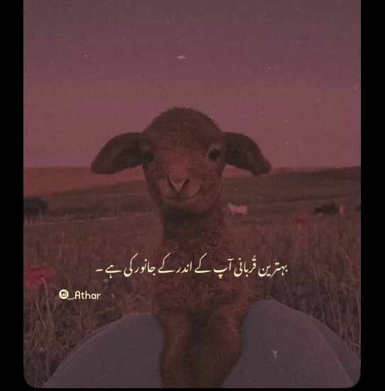 MrShehrozAshraf's tweet photo. Beshak🙂
 #EidAlAdha 2k22 https://t.co/XNMVvqgXNa