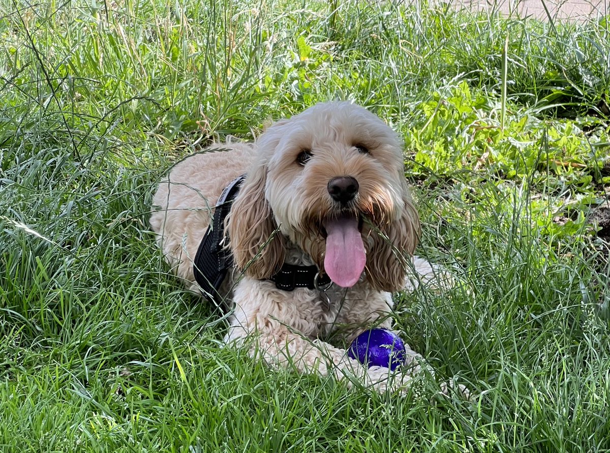 Lewis Coakley tweet media