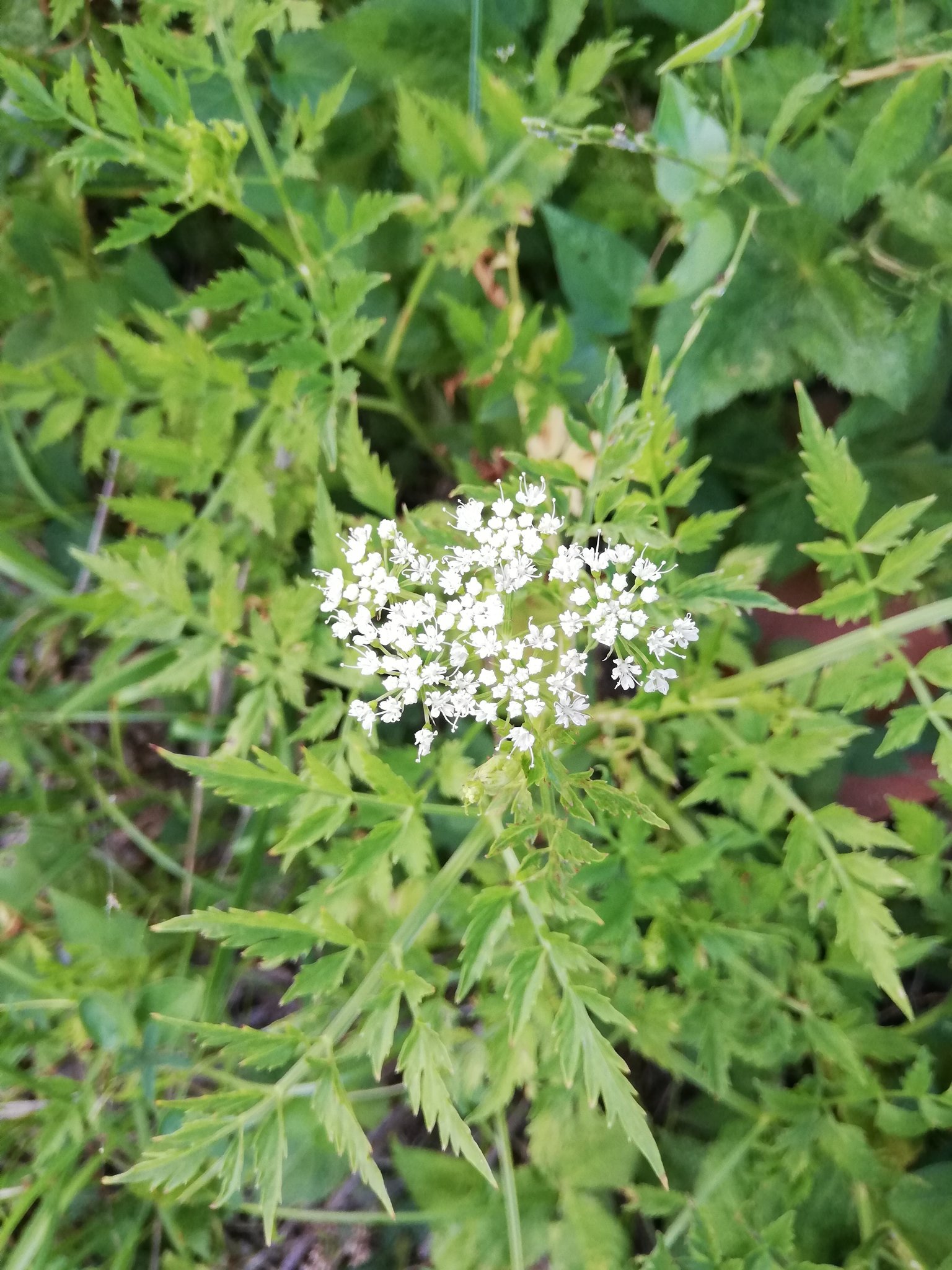 Mrs Fu セリの花 T Co Tj3lsdlwcn Twitter