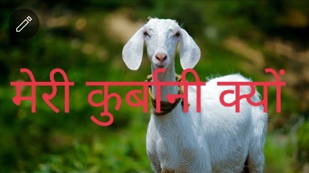 singh_kikki's tweet photo. #Bakrid2022
#saveinnocentanimals
https://t.co/BlAnw2rMYz

Sirf swad ke naam per santan ki jagah ine masoomon ki bali kyon

Mera ye video aapko kaisa laga mujhe comment box per jarur bataen aur video pasand aane per like, subscribe or share karna bilkul na bhule 😊 https://t.co/bols704xdt