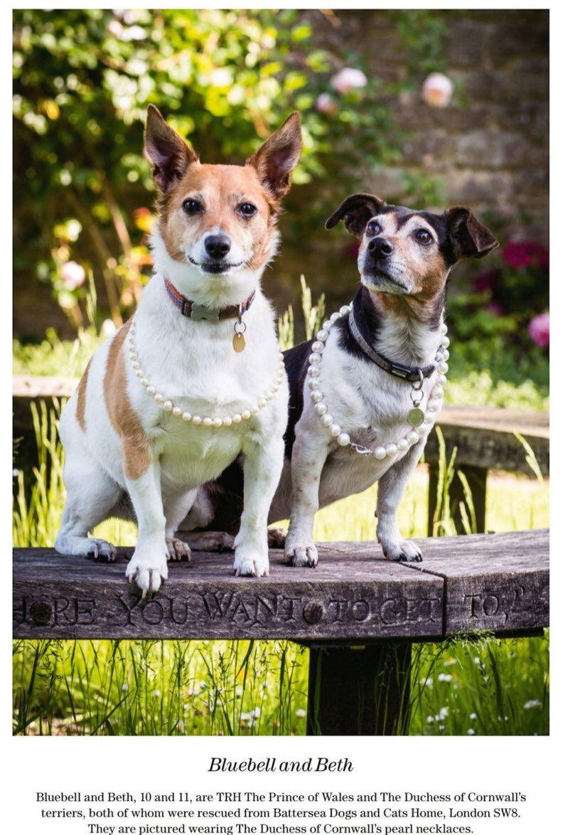 Shot_fox's tweet photo. Camilla’s dogs become #GirlsinPearls for @Countrylifemag https://t.co/YAikoyGrTt