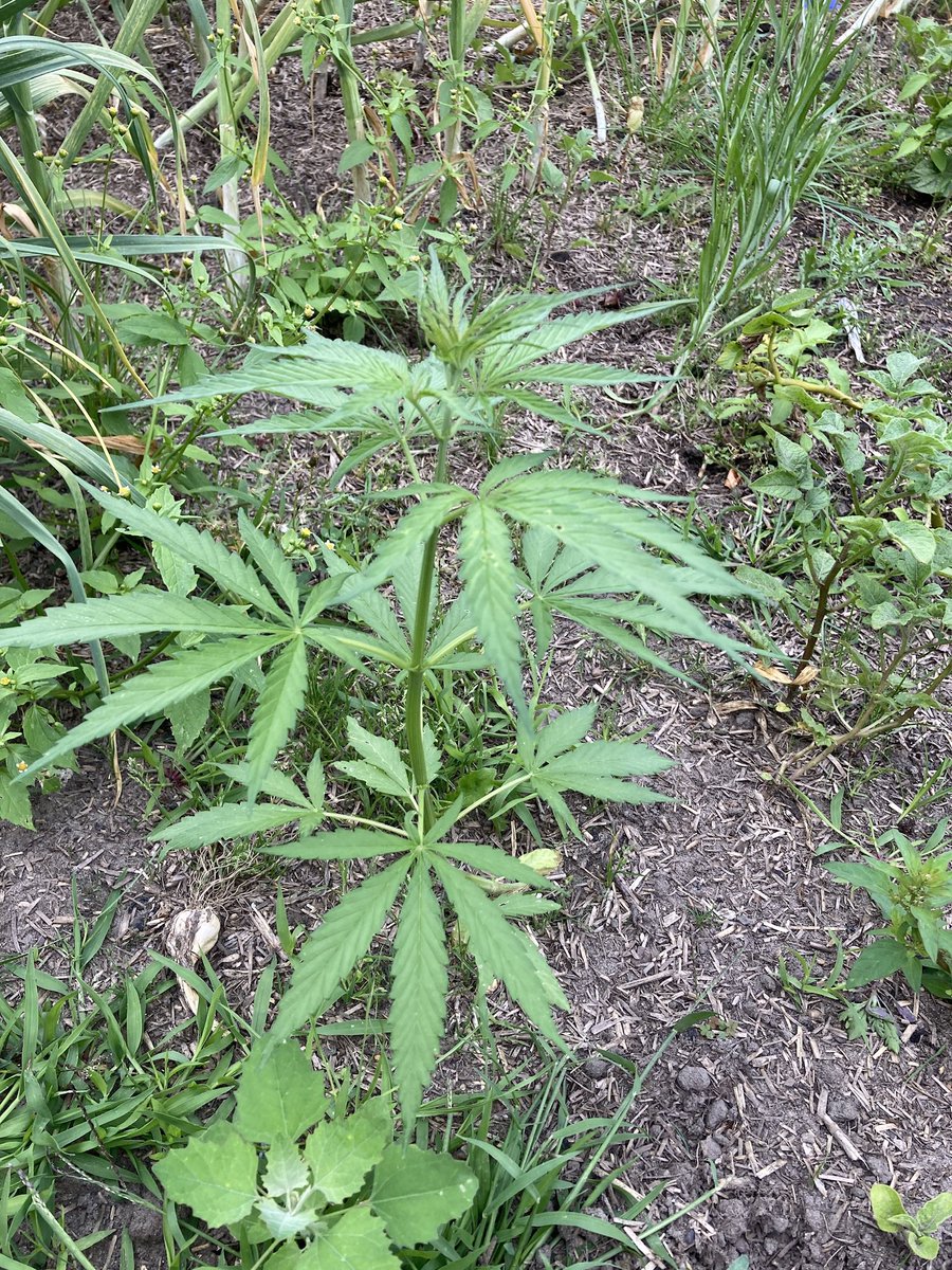Mein Garten 🪴 expandiert