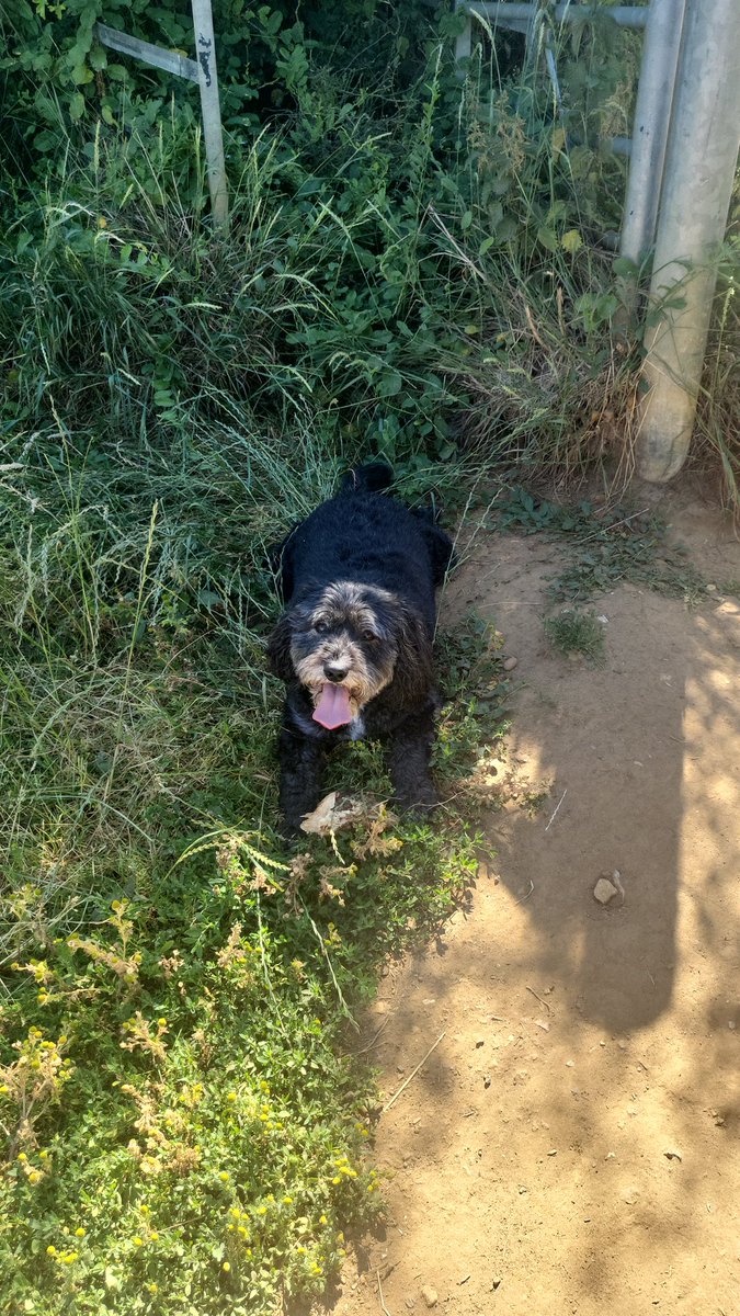 Nothing like an early walk before the heat builds with your loyal companion .... feeling the sun on your face after a busy week! Please be sensible if considering taking your dogs out now ...... have a blessed and safe day 🙏