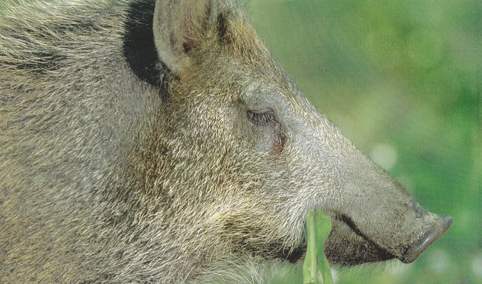 FrancAller_info's tweet photo. #LeSaviezVous ?
Outre les fruits forestiers, le #sanglier est aussi amateur d'herbacées.
Ce qui explique son adaptation à des milieux aussi peu forestiers que la #Camargue. Mais en fait aussi un ravageur de certaines cultures... 🤷♂️
#ChassePartage
* Ce tweet est #TwitterSafe ☝️ https://t.co/s3iql9C2eF