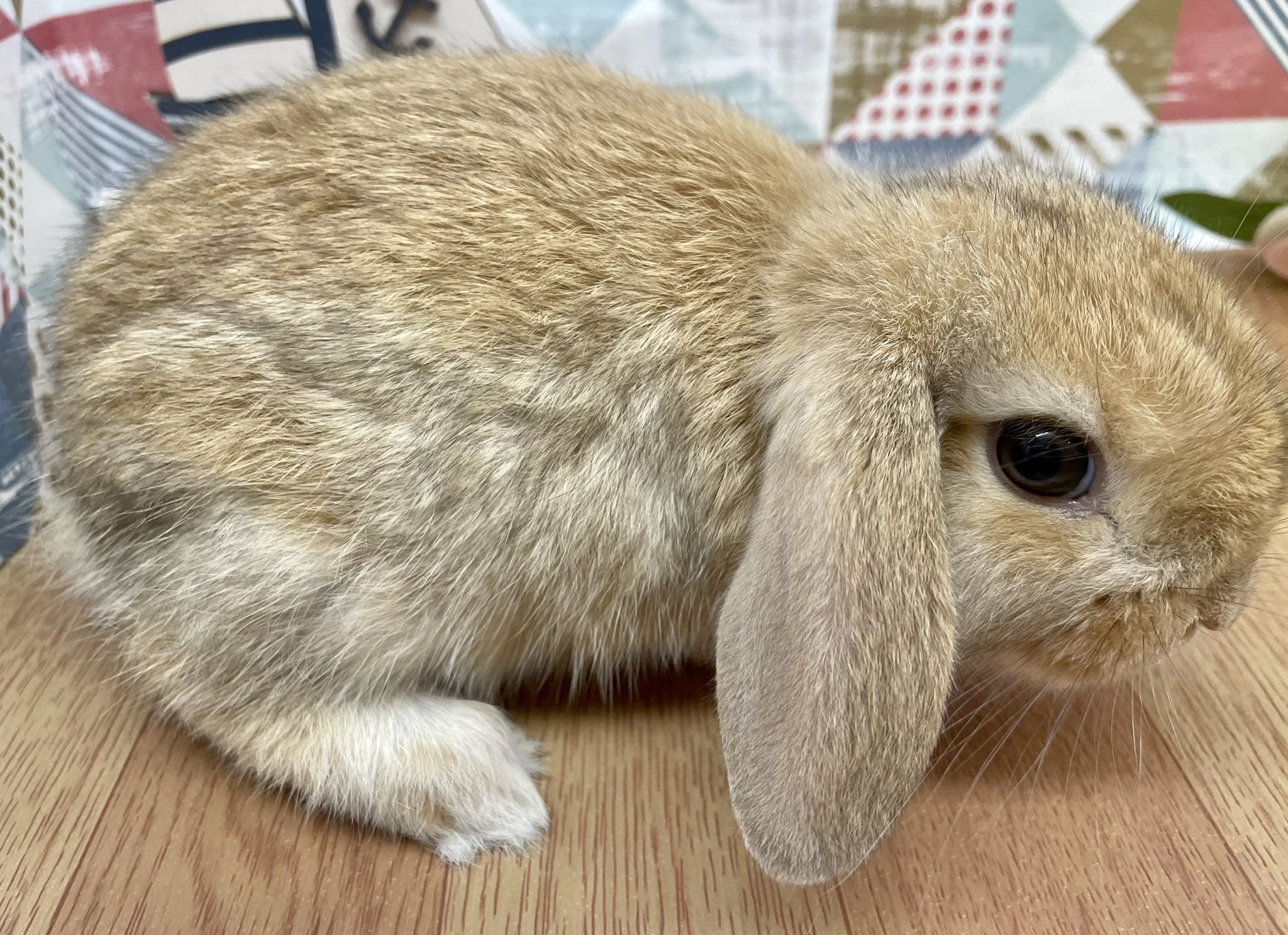 犬の家 猫の里 ゆめタウン姫路 ラストです 最後はネザーランドドワーフくん この子もオスになります とてもお耳も小さく可愛いです とっても元気な子です 3 3 ネザーランドドワーフ T Co 4r0yqbgnns Twitter