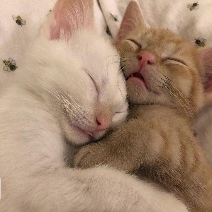 ً (@taebincats) on Twitter photo 