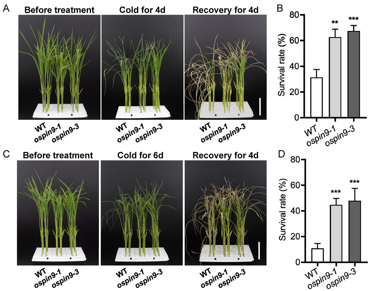 CRISPR/Cas9-mediated Mutation in Auxin Efflux Carrier OsPIN9 Confers Chilling Tolerance by Modulating ROS Homoestasis in Rice frontiersin.org/articles/10.33…