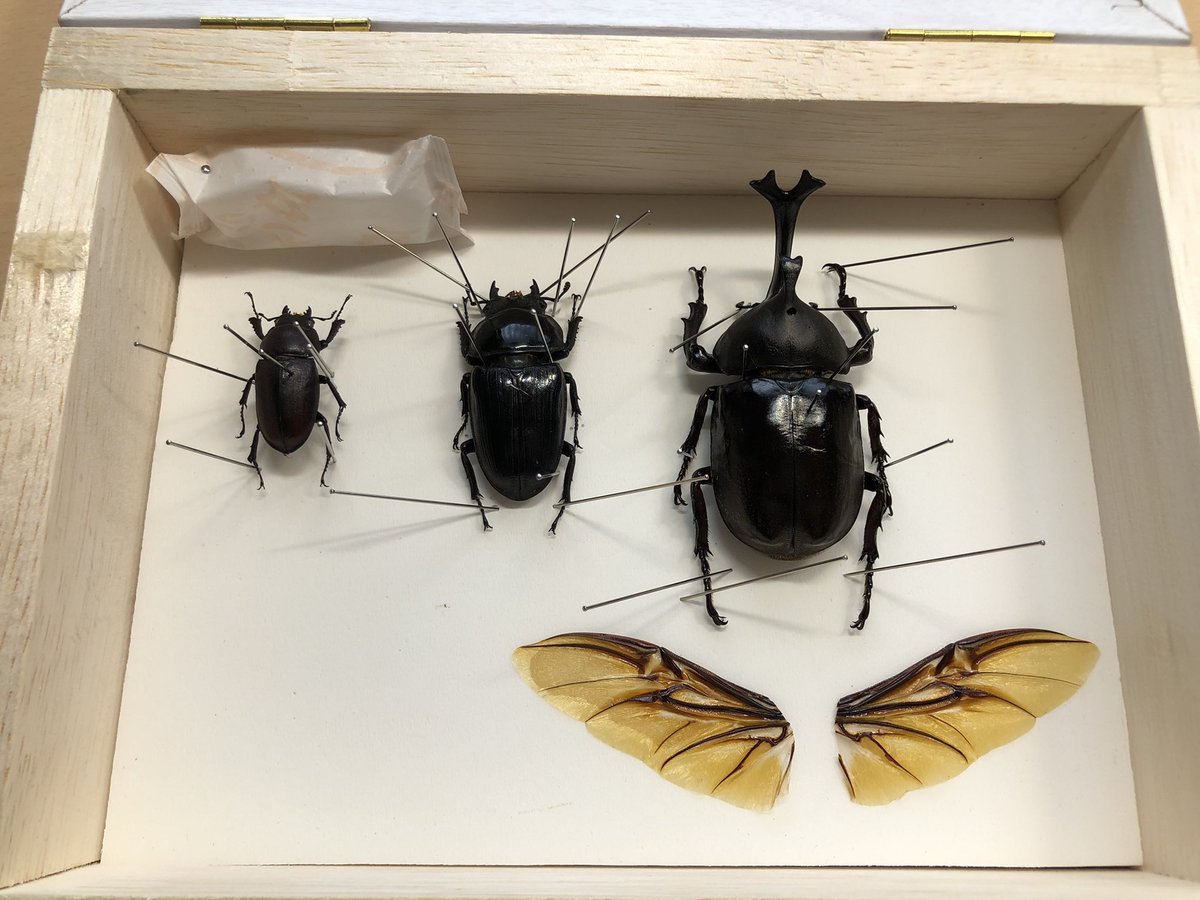 q61y73's tweet photo. 標本作りました
左からノコギリ、オオクワ、カブトムシ
#カブトムシ　#オオクワガタ  #ノコギリクワガタ https://t.co/BIGmdhPLMd