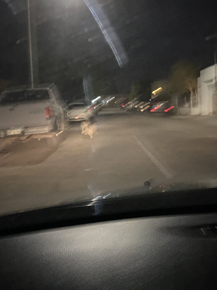 Daniel_lam828's tweet photo. Perdónenme como me voy a expresar pero no puedo decirlo de otra forma Comparten para que se entere el hijo de su puta madre que tiro a la calle este pobre perro, te vi culero cuando lo dejaste en la esquina y le aceleraste a tu carro pobre perro te persiguió y tu lo abandonaste https://t.co/gdi7cwyzug