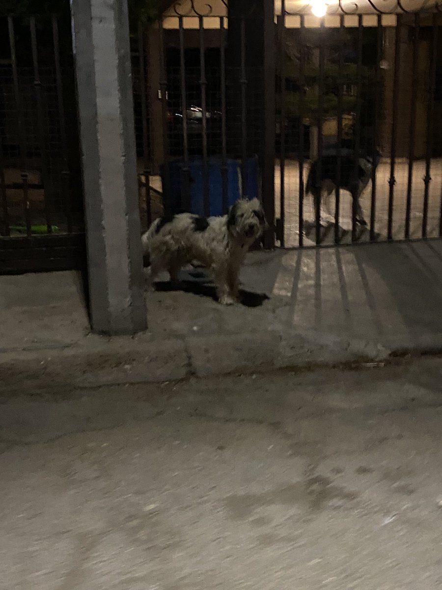Daniel_lam828's tweet photo. Perdónenme como me voy a expresar pero no puedo decirlo de otra forma Comparten para que se entere el hijo de su puta madre que tiro a la calle este pobre perro, te vi culero cuando lo dejaste en la esquina y le aceleraste a tu carro pobre perro te persiguió y tu lo abandonaste https://t.co/gdi7cwyzug
