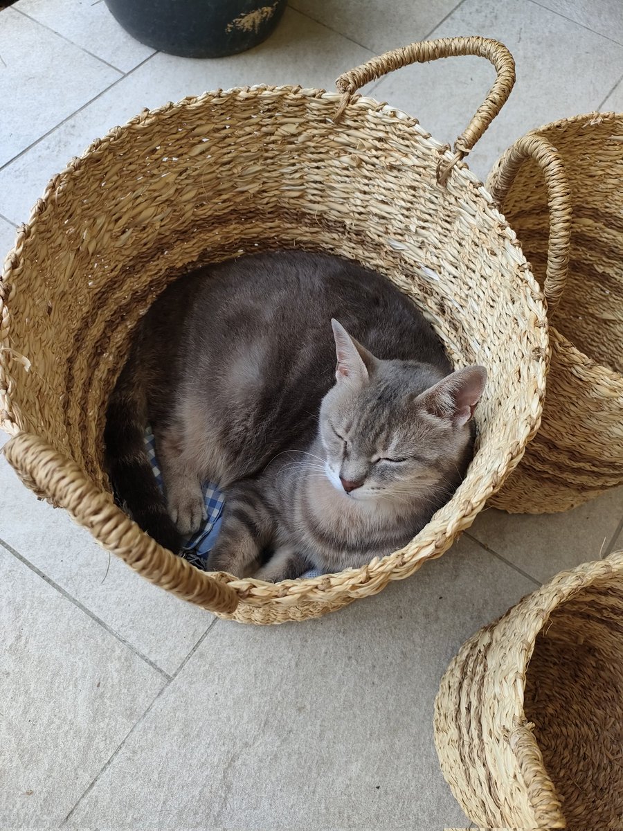 Phil1999Pier's tweet photo. @maki_lechat Moi aussi, sage comme une image.. https://t.co/WcJYA04MqD
