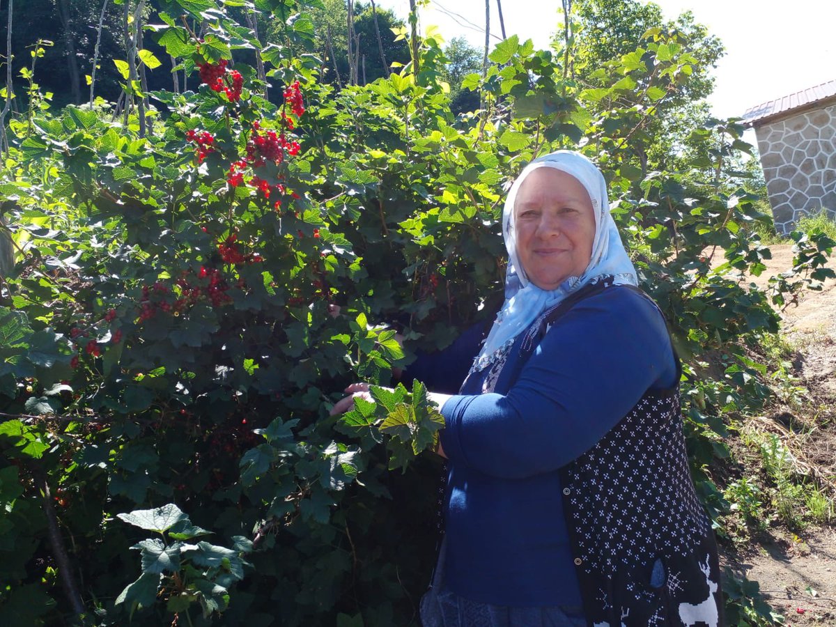 Frenk üzümü derler bizim Ahmud dediğimize . İkizdere de her yerde yetişir. Kilosu 1.000 TL #ikizdere #rize #frenküzümü #ormanmeyveleri #tarım