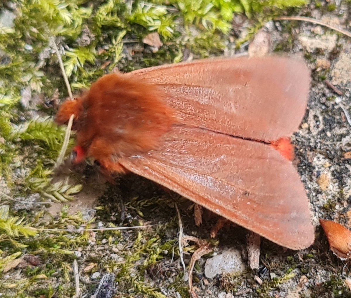 A few of the moths from a moth survey, total number of moths 55 and 24 different species. Species include Buff arches, Great oak beauty, July high flyer and a Ruby tiger. 
<a href="/annamuttley/">Anna</a> #moth