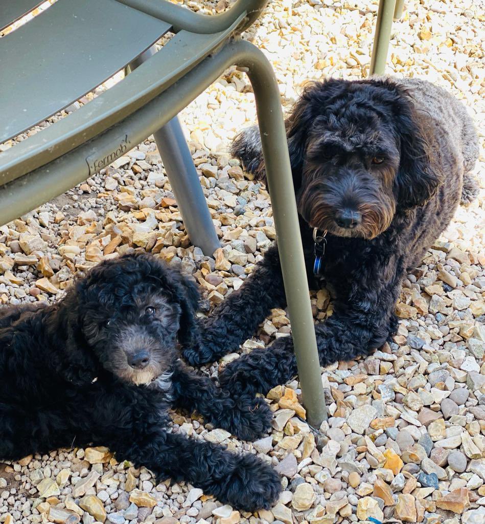 LisaJGamwell's tweet photo. @NicolaMac Yes we are all good thank you. We have a new addition too. Milo. We picked him up last week and he is setting in nicely https://t.co/sV2NFNuepZ