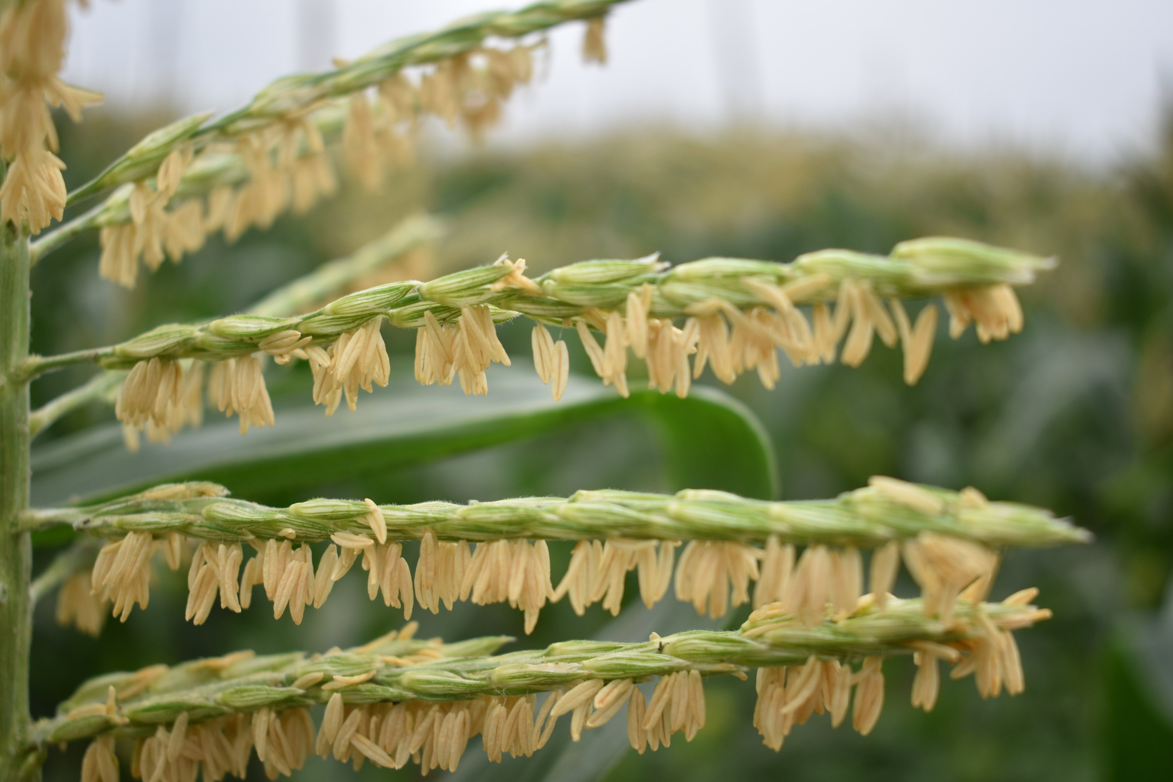 Flower Photo トウモロコシ イネ科トウモロコシ属 トウモロコシの上側に雄花 下側に雌花がつく雌雄 異花 同種です 風媒花なので 花粉が上から下に向かって降り注ぎます 最近は生で食べられるトウモロコシがありますが お腹を下さない 糖 だから