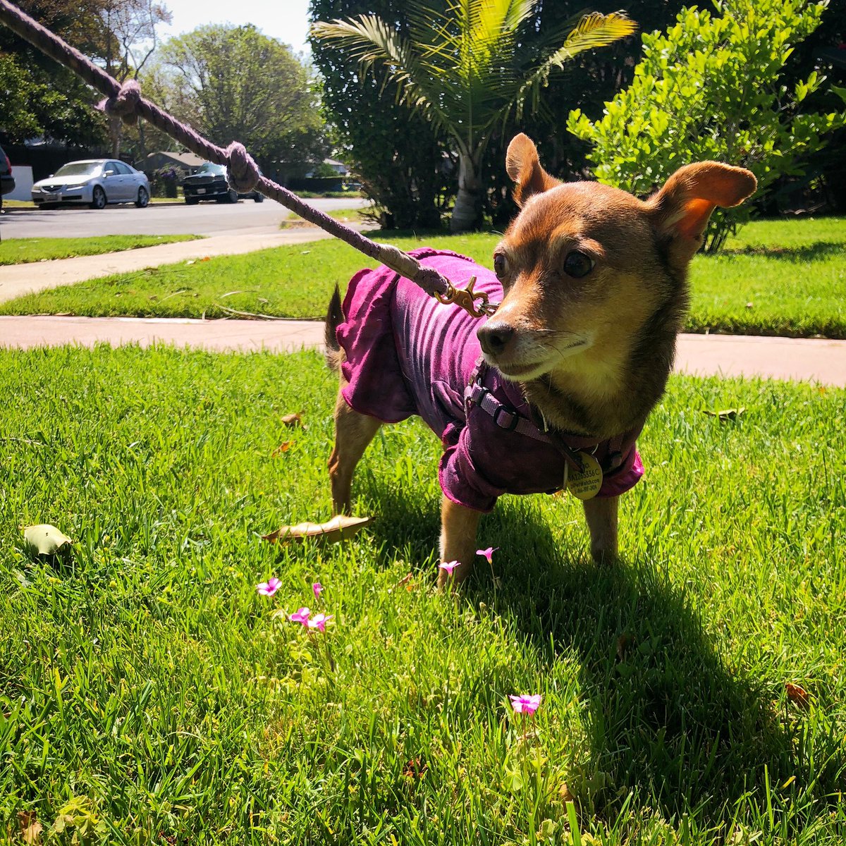 Rescue Rue (@rescuerue) on Twitter photo Just reminding everyone to stop and smell the flowers… especially when your outfit matches! #doggy #dressup #rescuerue #adoptdontshop Just reminding everyone to stop and smell the flowers… especially when your outfit matches! #doggy #dressup #rescuerue #adoptdontshop