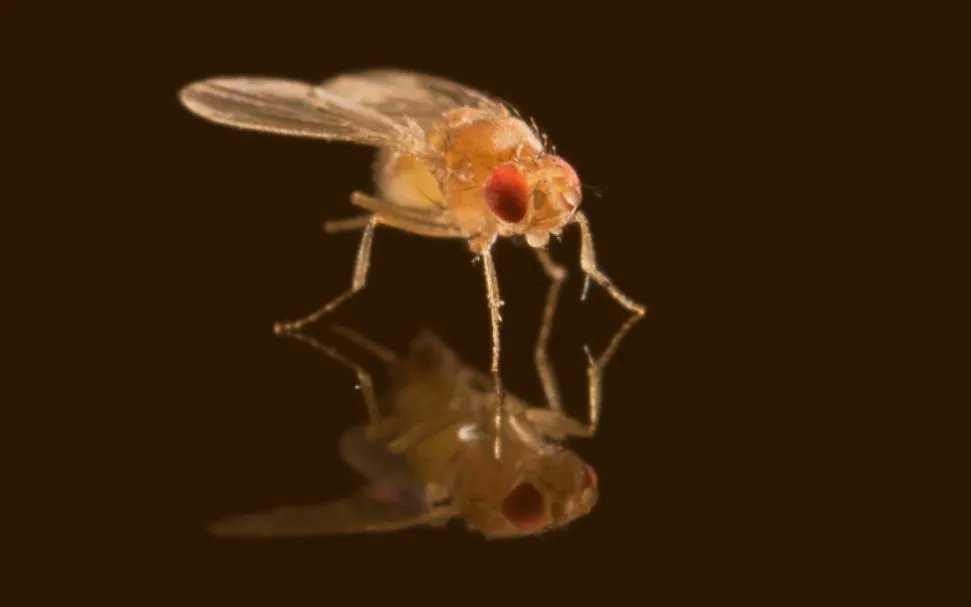 talius's tweet photo. '#Supergene' Wreaks #Havoc in a #Genome

Biologists have used population genomics to shed light on the evolution and consequences of a selfish genetic element, #Segregation #Distorter, causinggreat changes in chromosome organization and genetic diversity https://t.co/8XjY53lI25 https://t.co/2zUXRHIHez