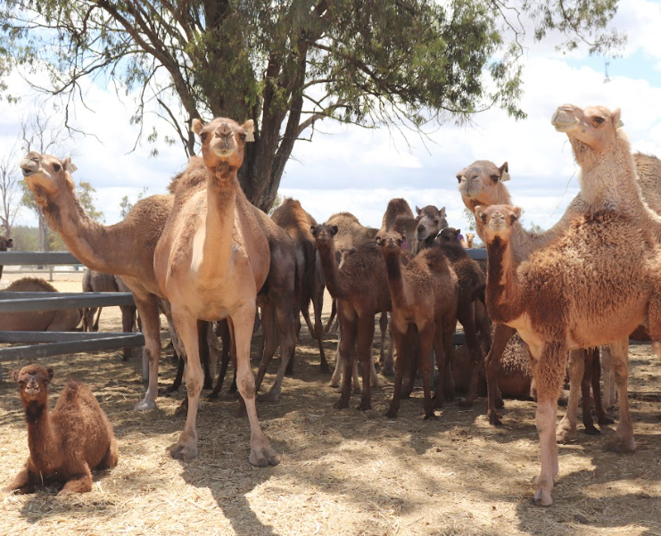 🐪Situated in the volcanic crater of the Scenic Rim, Summer Land Farm is the perfect place to nurture #camels &amp; create premium products from #camelmilk.
You can find Summer Land's delish #sustainable &amp; ethical Persian Feta as part of the July Therapy Box👇
cheesetherapy.com.au/products/the-t…