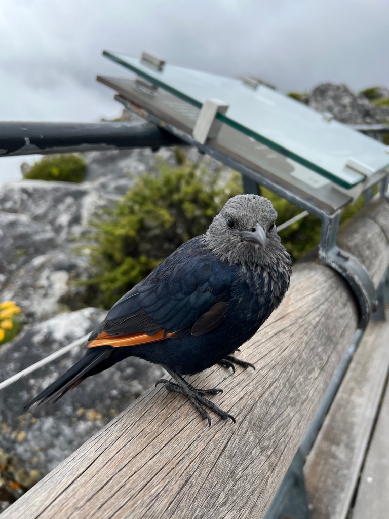 TableMountainCa's tweet photo. The indigenous fauna and flora that occupy Table Mountain makes this mountain-top experience extra special!

#FaunaFlora #TableMountain #7WondersOfNature https://t.co/QKGDHb8uNZ