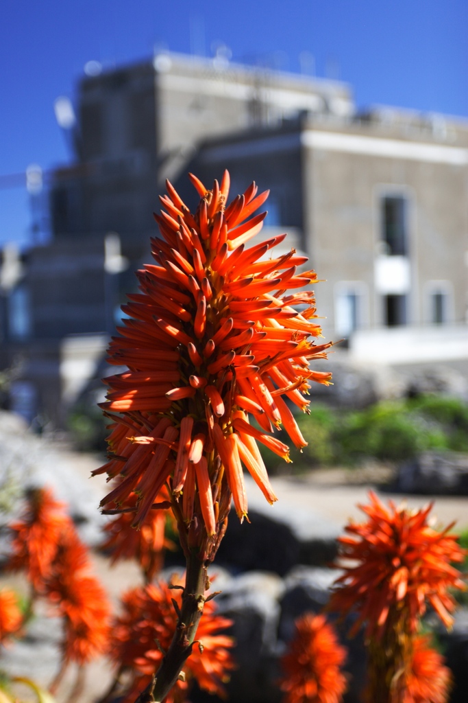 TableMountainCa's tweet photo. The indigenous fauna and flora that occupy Table Mountain makes this mountain-top experience extra special!

#FaunaFlora #TableMountain #7WondersOfNature https://t.co/QKGDHb8uNZ