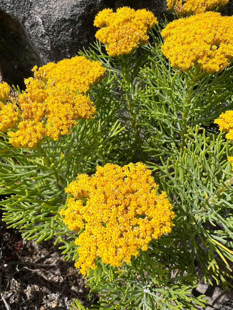 TableMountainCa's tweet photo. The indigenous fauna and flora that occupy Table Mountain makes this mountain-top experience extra special!

#FaunaFlora #TableMountain #7WondersOfNature https://t.co/QKGDHb8uNZ