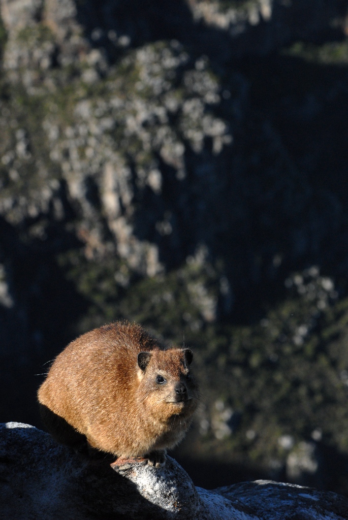 TableMountainCa's tweet photo. The indigenous fauna and flora that occupy Table Mountain makes this mountain-top experience extra special!

#FaunaFlora #TableMountain #7WondersOfNature https://t.co/QKGDHb8uNZ