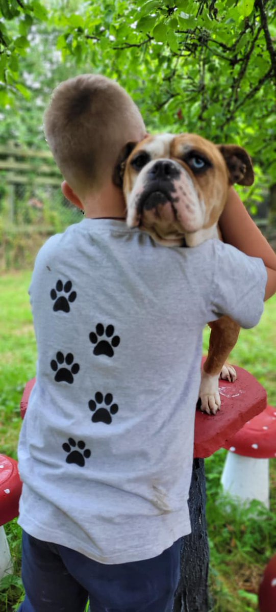 GalwaySPCA's tweet photo. When a child can see just how wrong the cruelty and suffering a dog has endured is, why can't those adults that inflict such pain see the same? 

Mrs Slocombe has suffered so much before finding safety and love with us. 
#bekindtoanimals #betheirvoice #stopbackyardbreeding https://t.co/Xwmqp457w6