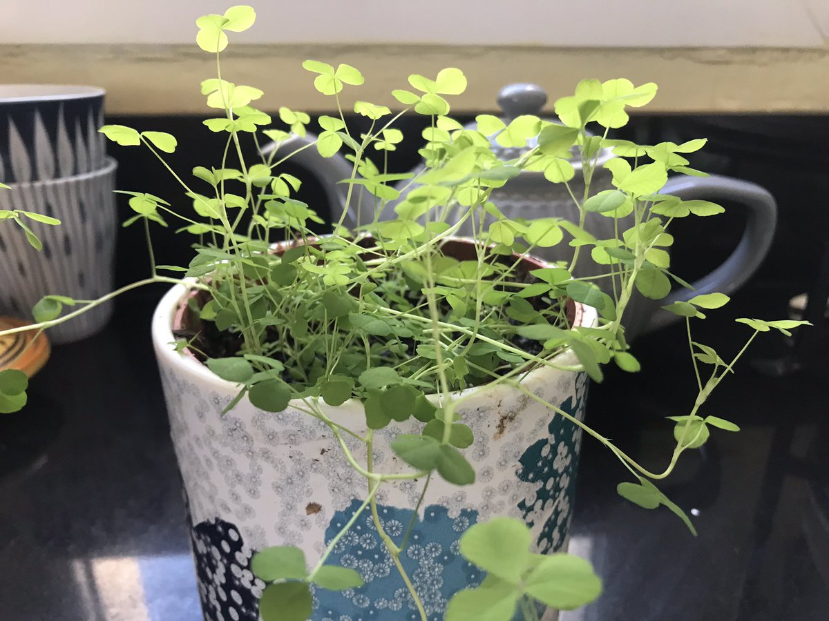 Elizabeth Enfield tweet media