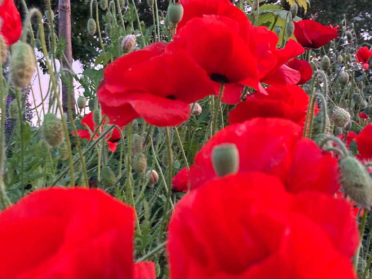 eucalptus's tweet photo. @RUDDICKGIFTS @mrfothergill We are a #poppyfamily #coloursplash🌻 https://t.co/abM1qsft3E