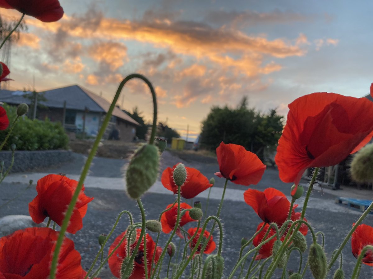 eucalptus's tweet photo. @RUDDICKGIFTS @mrfothergill We are a #poppyfamily #coloursplash🌻 https://t.co/abM1qsft3E