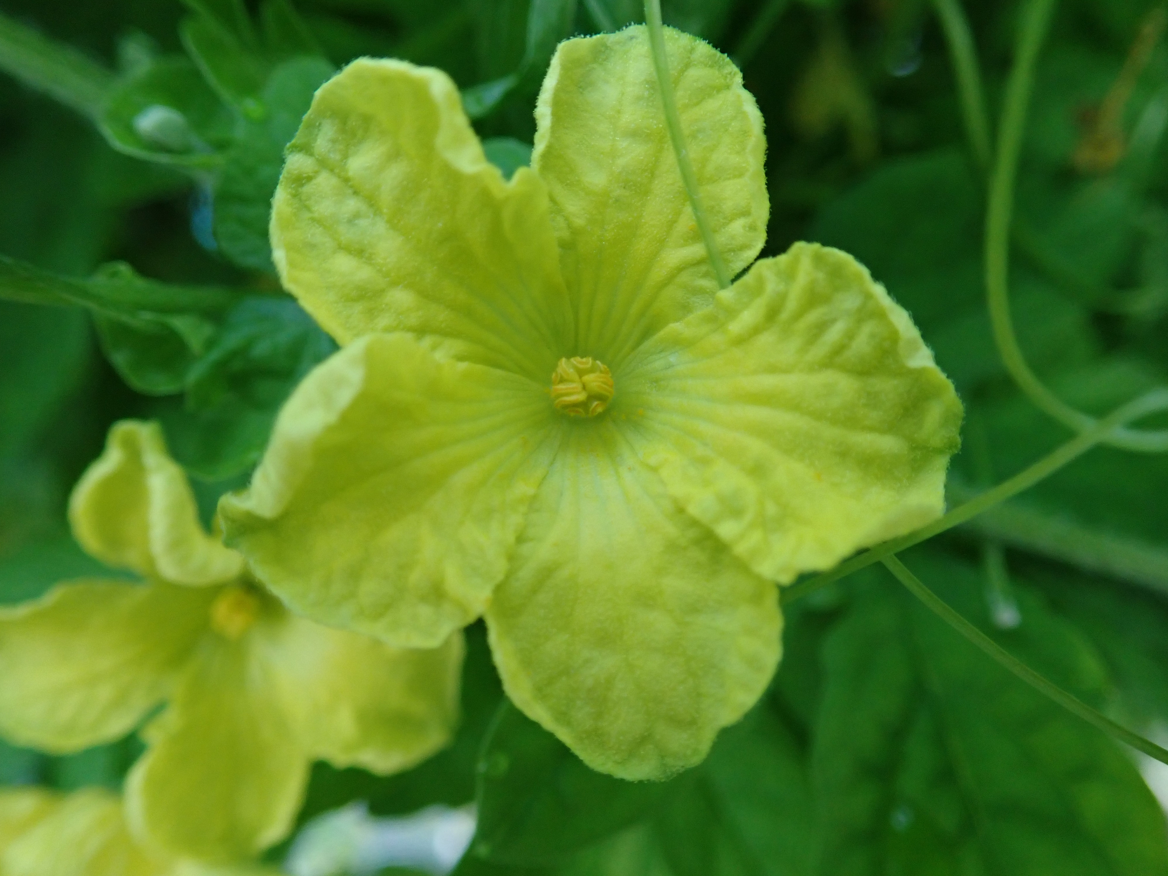 Flower Photo ニガウリ ウリ科ツルレイシ属 別名はゴーヤ ツルレイシです 雌雄異花同種で１つのツルに雄花と雌花が咲きます 雄花には花粉 花蜜がありますが 雌花にはなく 雄花に擬態していると考えられています ビタミンやミネラルが多いので