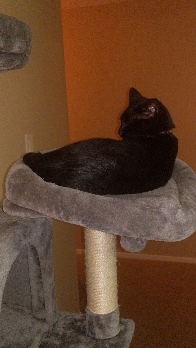 AstrologyPepper's tweet photo. @DurgadasADuriel 

Happy Birthday to you and your luminous I soul I was not expecting to read that and I think that was really awesome I'm terrible at self-care so instead to make me self-happy and for your birthday I take you a picture of one of my Panthers. Mimi Cream Star. https://t.co/yJ3EK6nZJ9