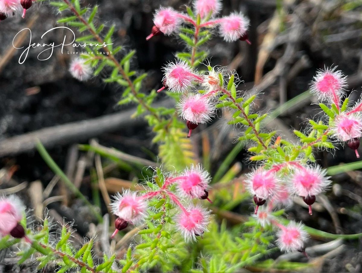 JennyPaPB's tweet image. Erica bruniades showing off the unmistakable pretty hairy rounded flowers with the maroon coloured stamens visible. Likes a wet #marshy habitat and is #endemic to south western Cape

#winter #ericaceae #fynbos #biodiversity #wildflowers #pringlebayfynbos #TwitterNatureCommunity
