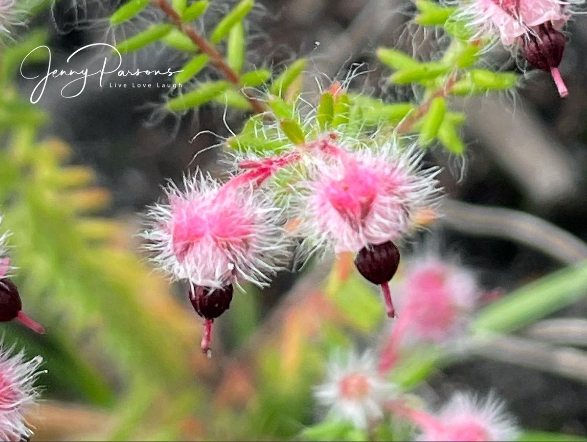 JennyPaPB's tweet image. Erica bruniades showing off the unmistakable pretty hairy rounded flowers with the maroon coloured stamens visible. Likes a wet #marshy habitat and is #endemic to south western Cape

#winter #ericaceae #fynbos #biodiversity #wildflowers #pringlebayfynbos #TwitterNatureCommunity