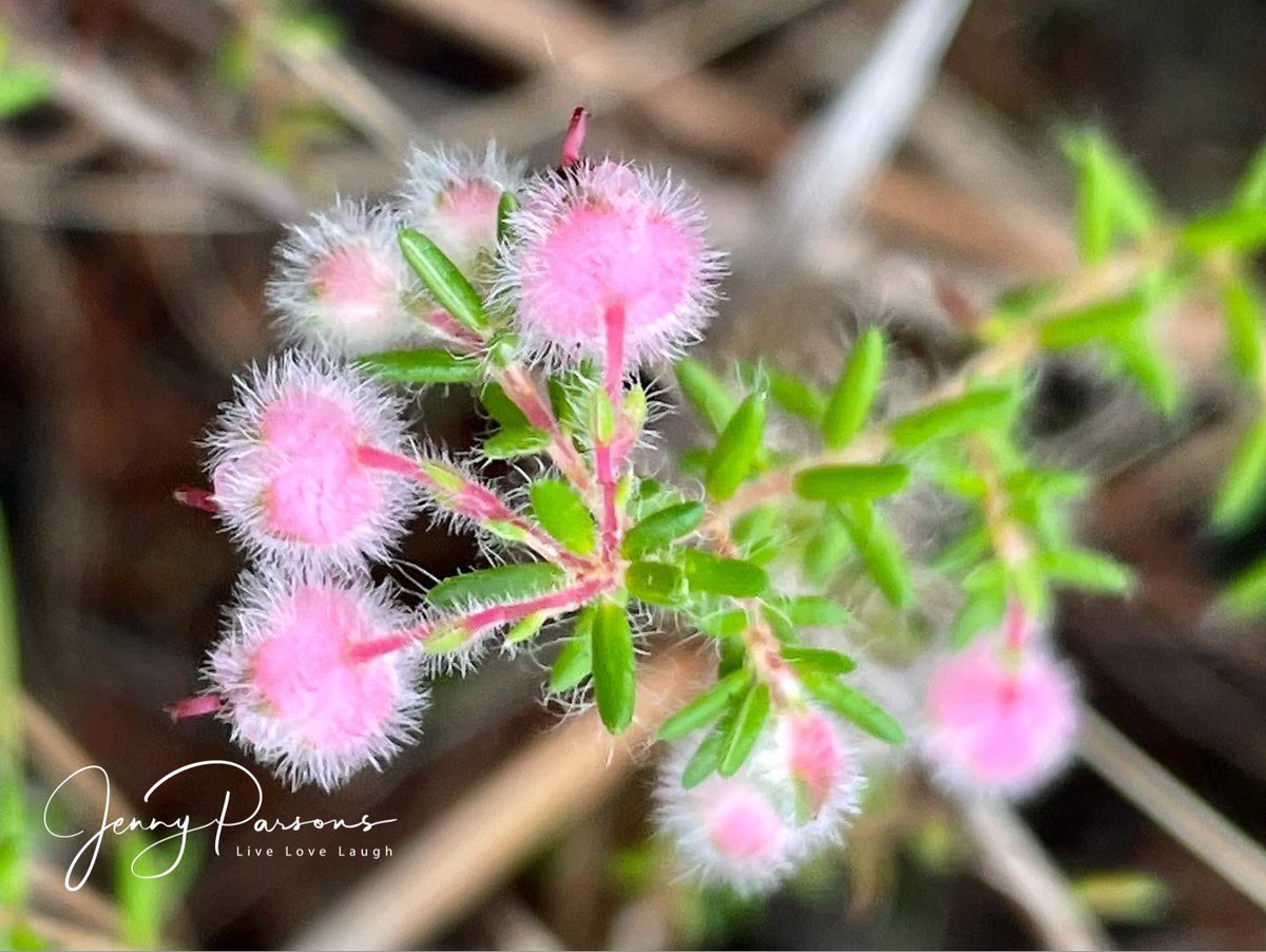 JennyPaPB's tweet image. Erica bruniades showing off the unmistakable pretty hairy rounded flowers with the maroon coloured stamens visible. Likes a wet #marshy habitat and is #endemic to south western Cape

#winter #ericaceae #fynbos #biodiversity #wildflowers #pringlebayfynbos #TwitterNatureCommunity